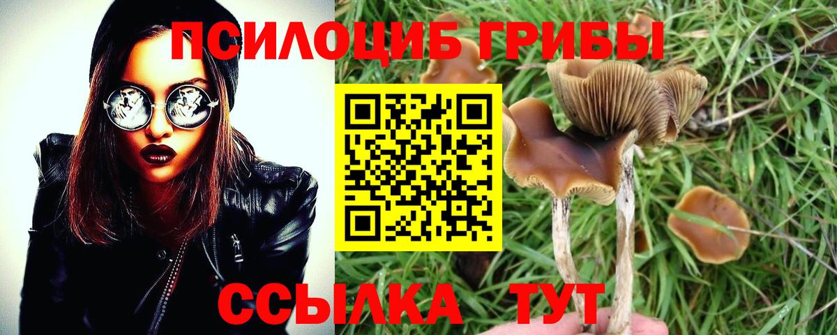 Псилоцибиновые грибы Psilocybine cubensis  Вход с VPN  Горно-Алтайск 
